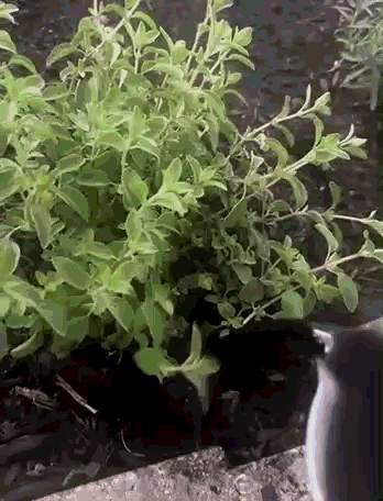 VIRESTA – ACTIVADOR NATURAL DE SUELO